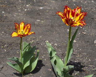 Similar image 21506030