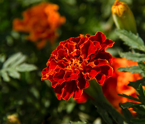 Similar image 21516523