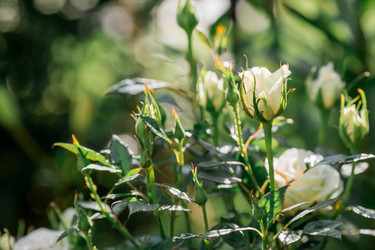 Similar image 21511331