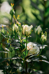 Similar image 21511333