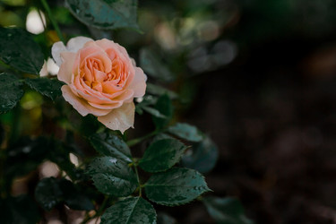 Similar image 21511335