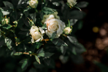 Similar image 21511338