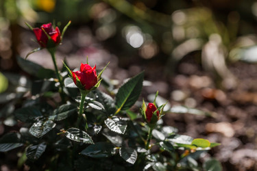 Similar image 21511347