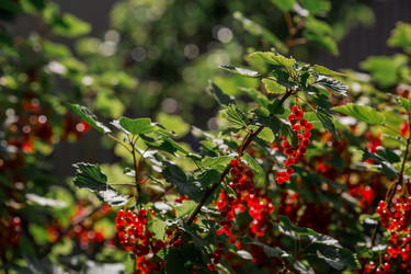 Similar image 21511046