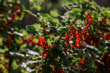 Similar image 21511048