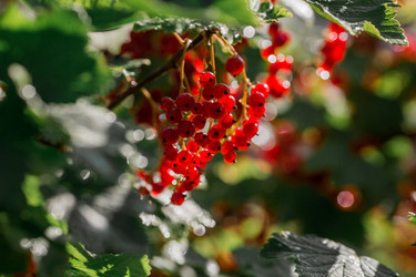 Similar image 21511050