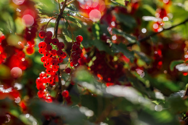 Similar image 21511054