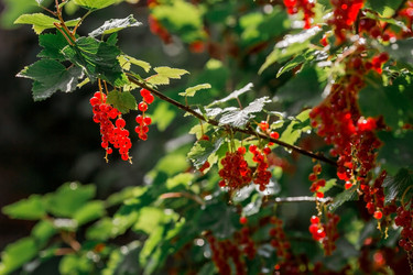 Similar image 21511058