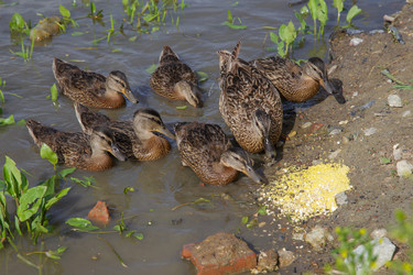 Similar image 21507782