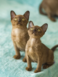 Similar image 21508989