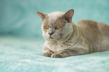 Similar image 21508990