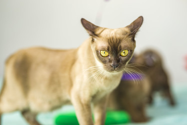 Similar image 21509002