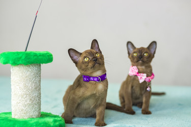 Similar image 21509004