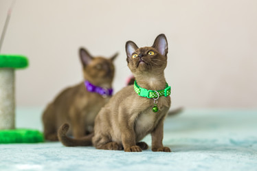 Similar image 21509005