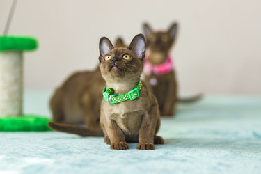 Similar image 21509007