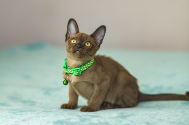 Similar image 21509150