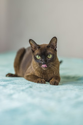 Similar image 21508836