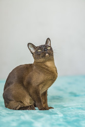 Similar image 21508842