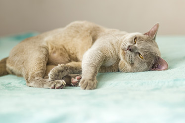 Similar image 21508845