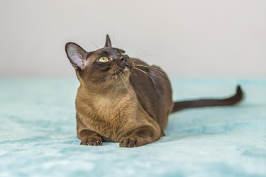 Similar image 21508848