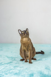 Similar image 21508850