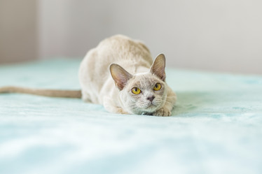 Similar image 21508854