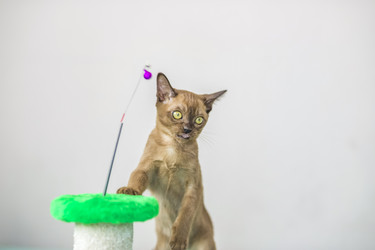 Similar image 21508870