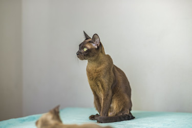 Similar image 21508874