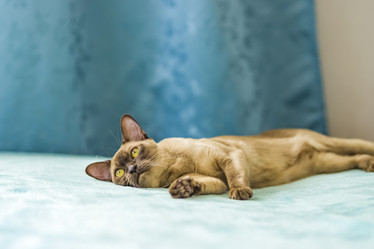 Similar image 21508878