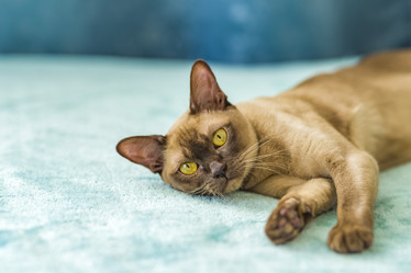 Similar image 21508881