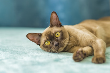 Similar image 21508883