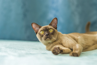 Similar image 21509010