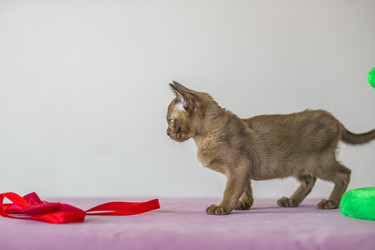 Similar image 21509024