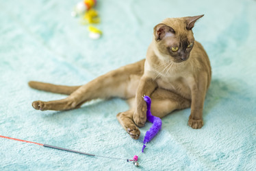 Similar image 21509210