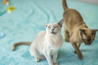 Similar image 21509211