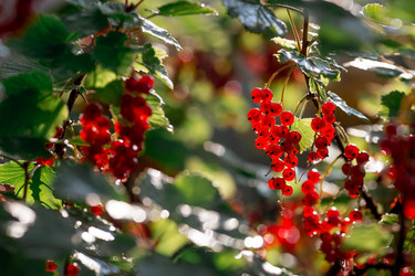 Similar image 21511084