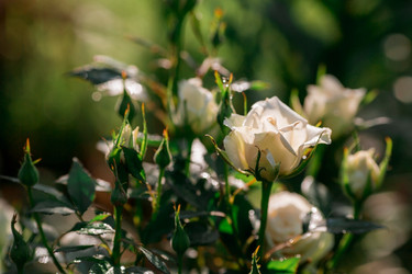 Similar image 21511093