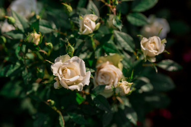 Similar image 21511098