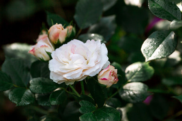 Similar image 21511100