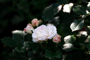 Similar image 21511397