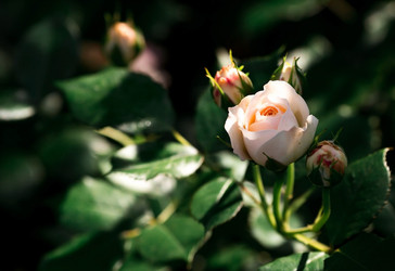 Similar image 21511398