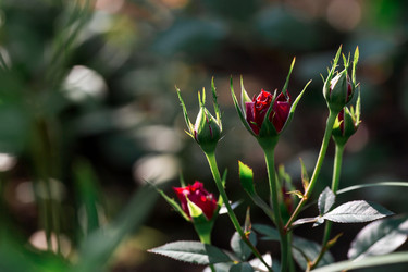 Similar image 21511401