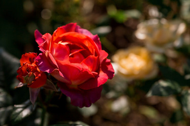 Similar image 21511404