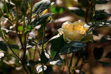 Similar image 21511406