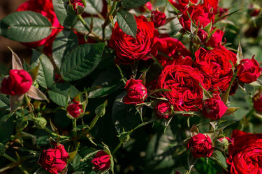 Similar image 21511408