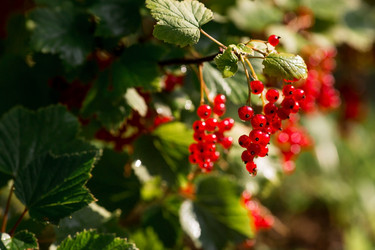 Similar image 21511411