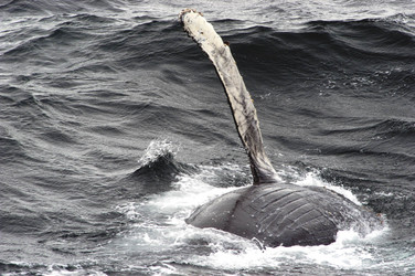 Similar image 21507845