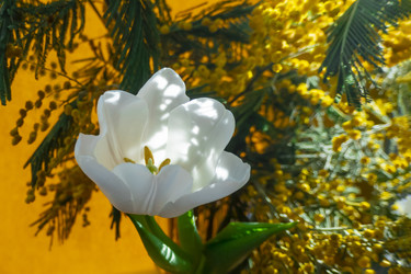 Similar image 21509333