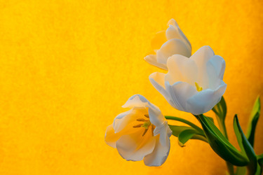 Similar image 21509557