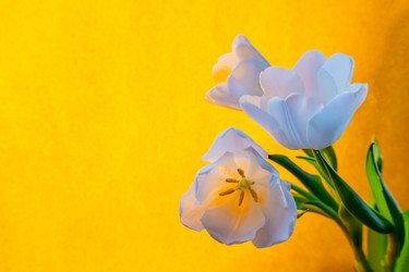 Similar image 21509559